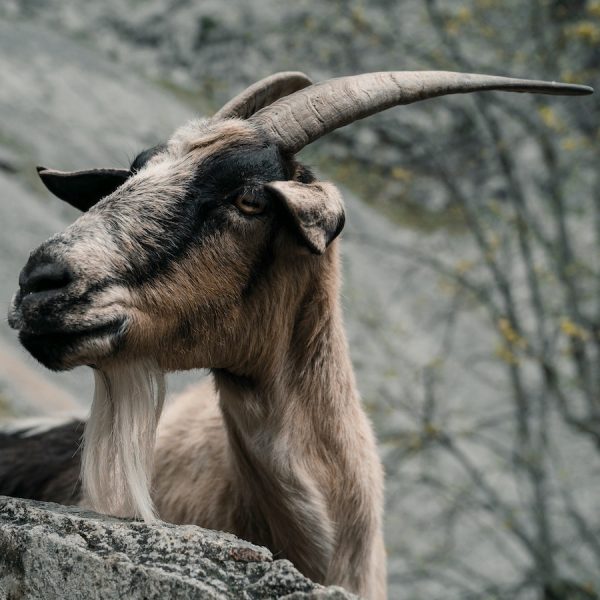 Why is a Capricorn a goat?