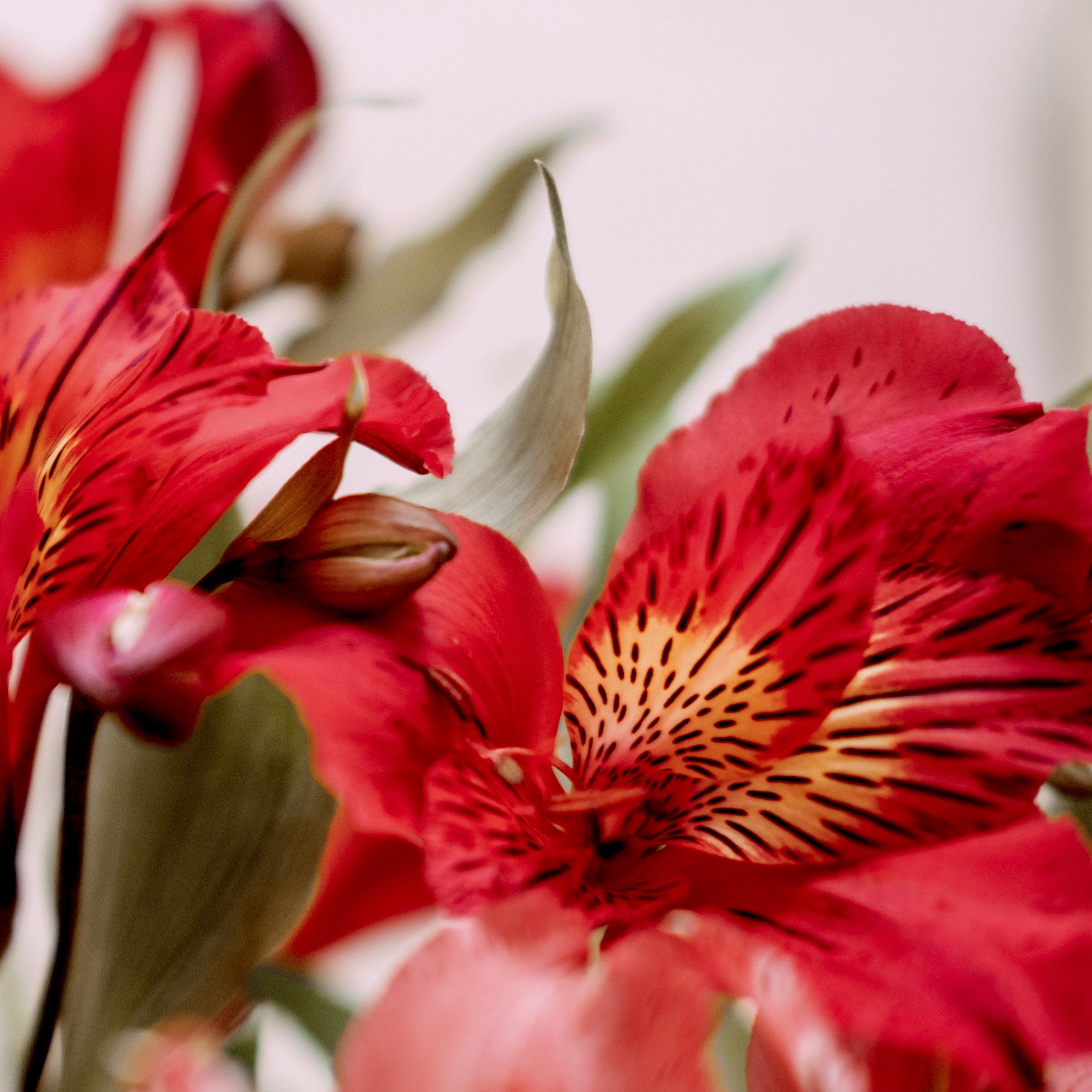 Pick The Perfect Bunch Flowers For Scorpio... Star Sign Style