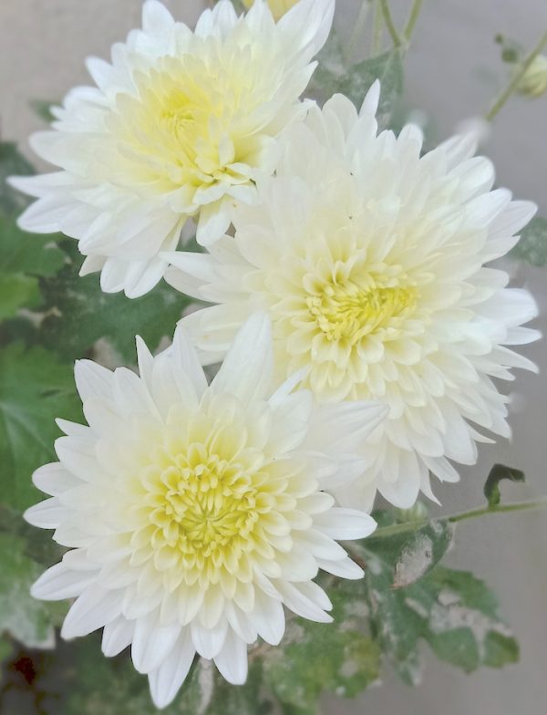 Pick The Perfect Bunch Flowers For Virgo And Virgo Season...